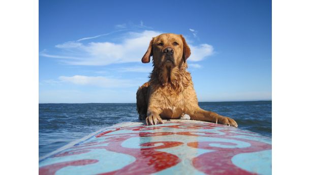 Surf Dog