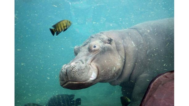 Hippo Smile