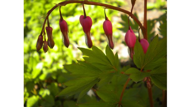 Oh my beautiful bleeding heart