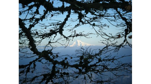 Mt Hood through the Trees