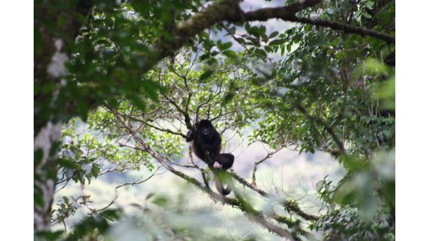 Howler Monkey in tree at Costa Rica