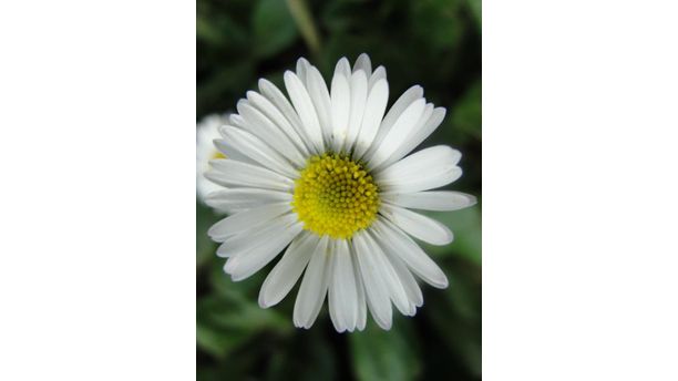 Daisy