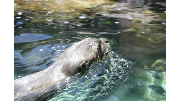 Otter Out For A Swim