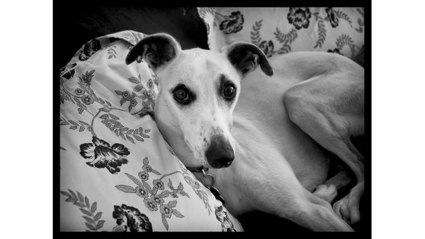 Harry the Whippet 