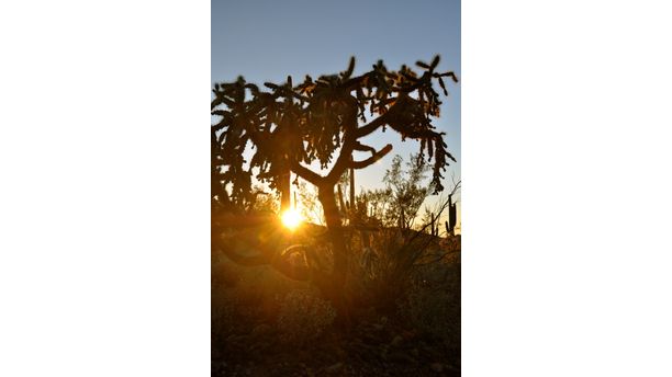 Cholla Sunset