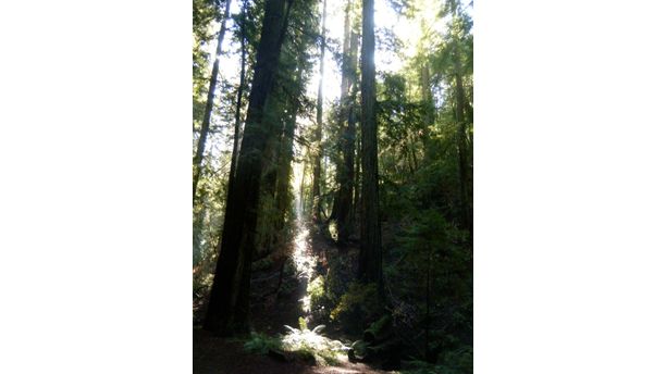 The Redwoods Shining