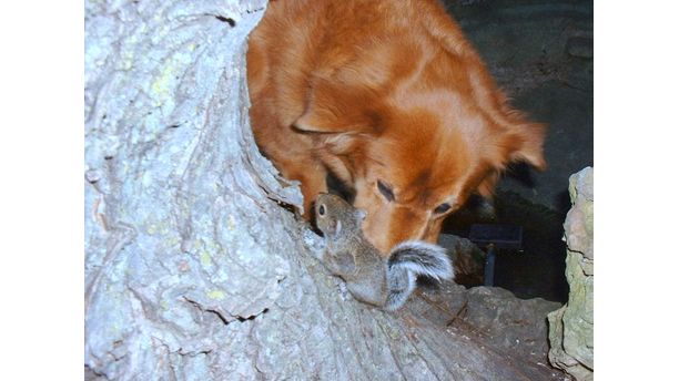 Pepper meets baby squirrel