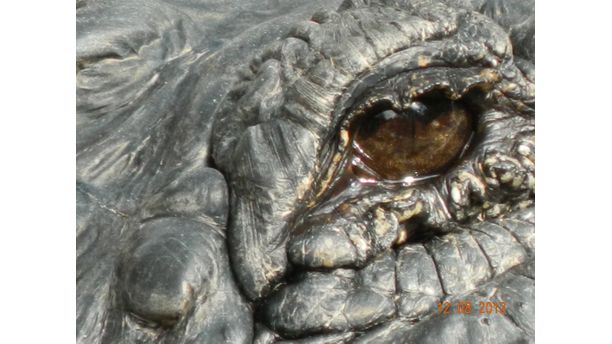 alligator's eye