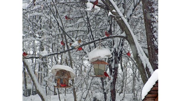 Cardinals in the Snow