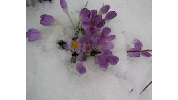 Crocus in Snow