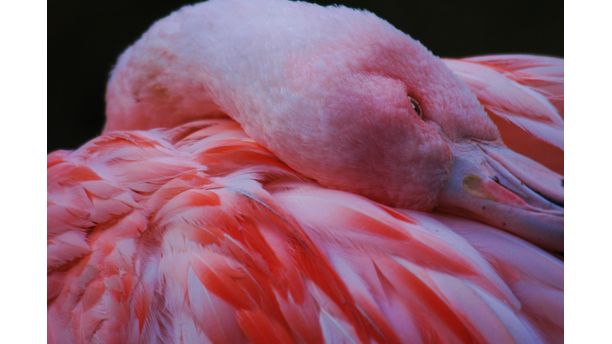 Preening