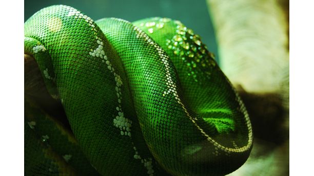 Green Tree Snake