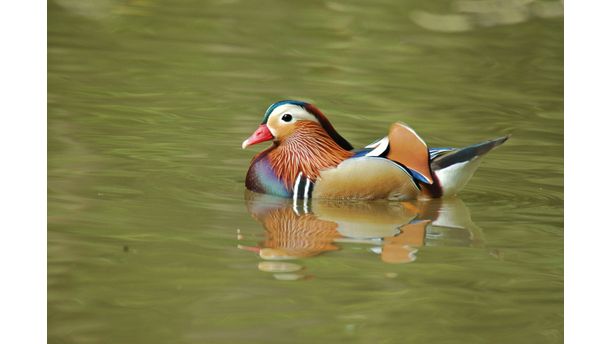 Mandarin Duck