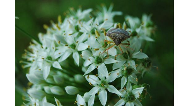 Insect on allium