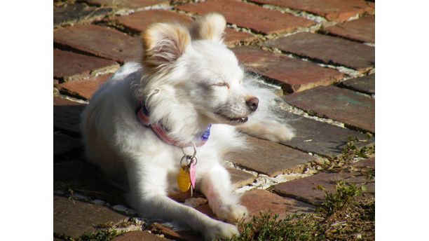 Sun Bathing