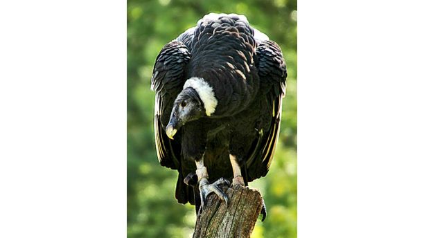 Andean Condor...ENDANGERED