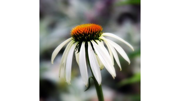 Flower Profile