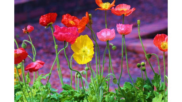 Poppies