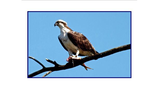 Osprey Dinner