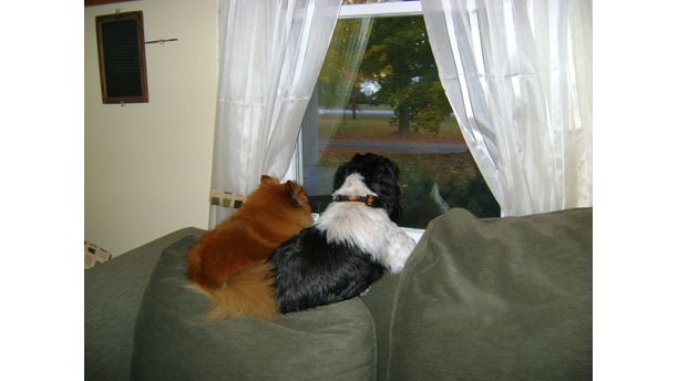 Watching for their "Daddy" to come home