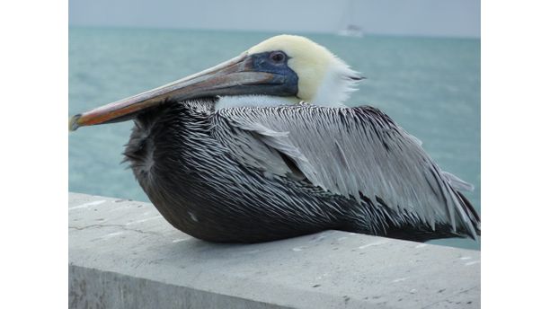 Posing Pelican