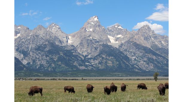 Where the buffalo Roam