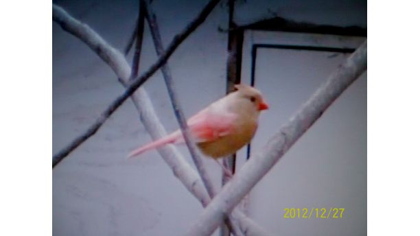 The Elusive Albino Cardinal