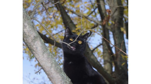 Noah in a Tree