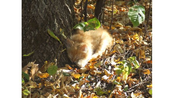 Autumn kitten