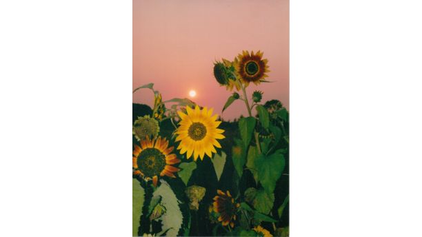 Sunflower sunset