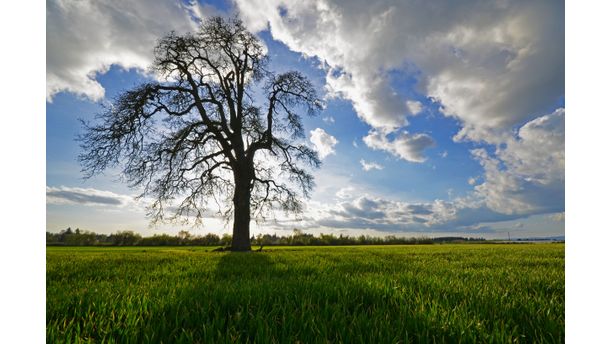 oregon spring