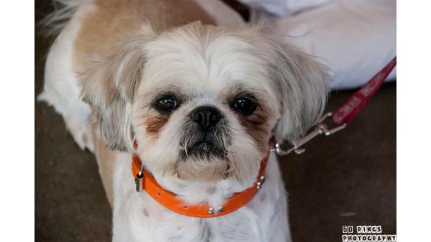 Doggy haircut