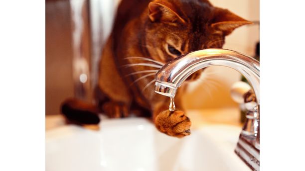 Mango - The Water Grabbing Cat