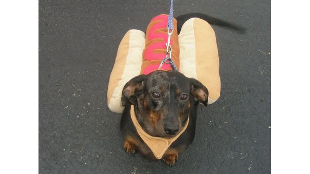 hot dog ears