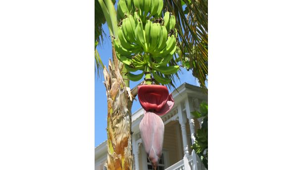 Bananas in Key West