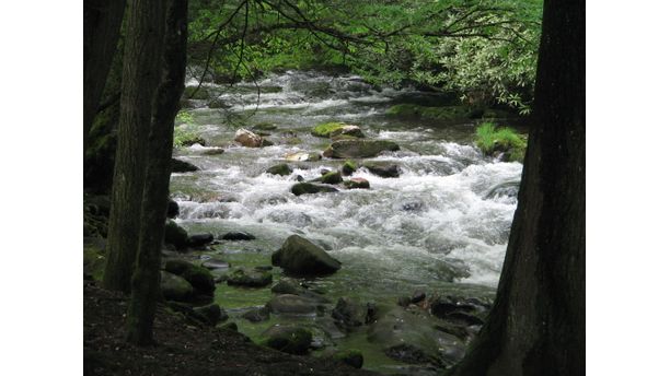 Peaceful stream