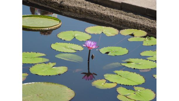 Lily Pad Reflections