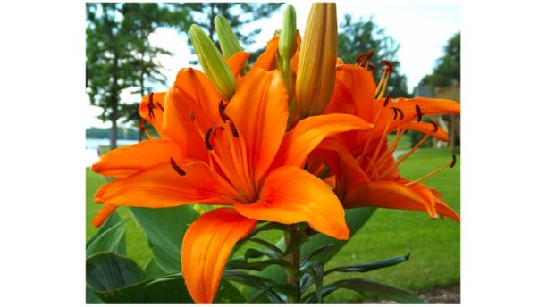 Orange is the happiest color