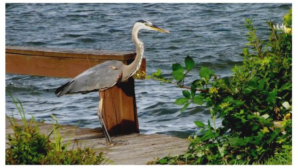 Lonely Heron