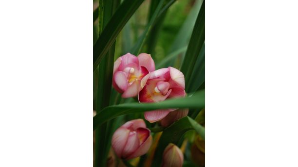 flowers in shade