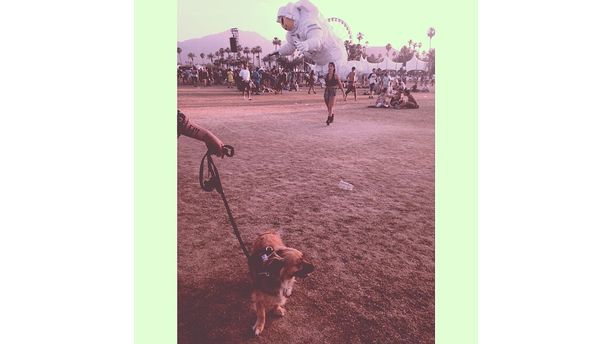 this dog is at coachella and you're not.