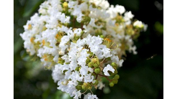 Fluffy White