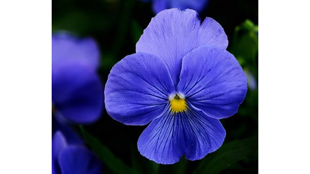 Blue Pansy