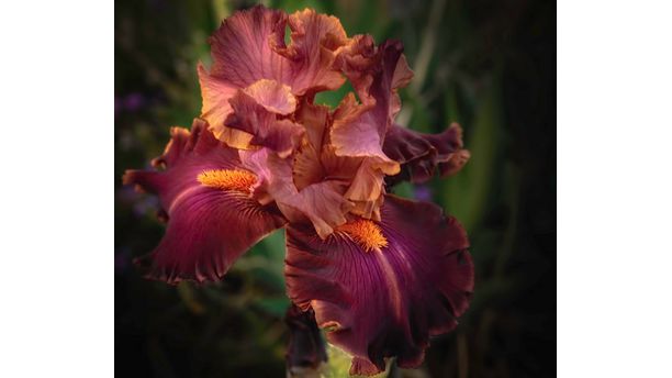 Iris