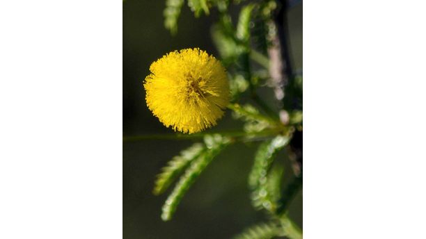 Whitethorn Acacia