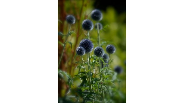 Scottish Thistles