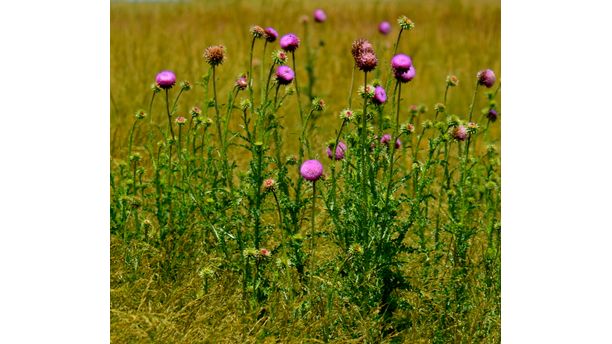 Field Thistles