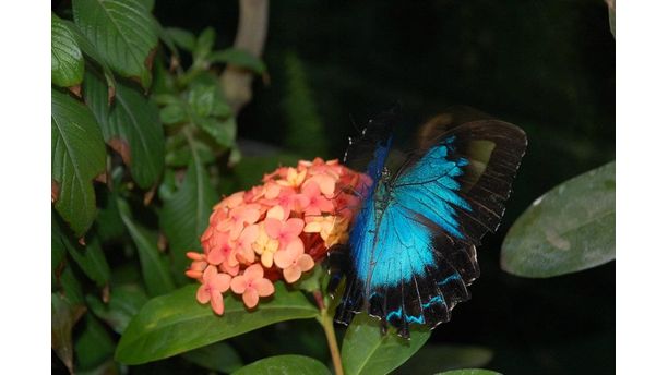 Butterfly Freedom