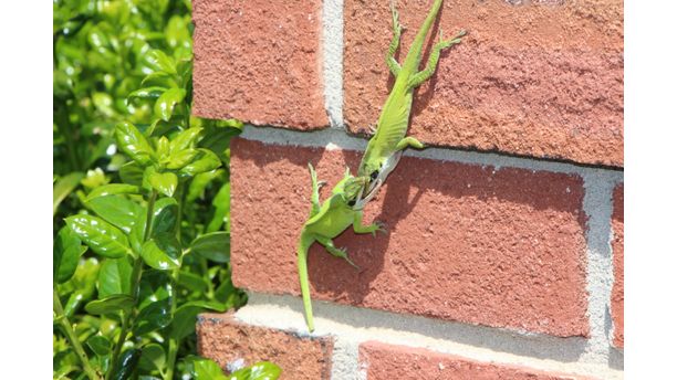 Lizard Love