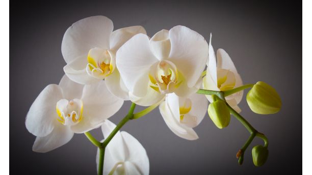 White Orchid Blossoms